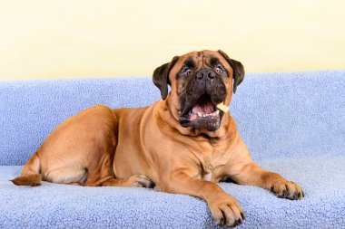 büyük köpek bullmastiff evde beslenen hayvan yiyecek yakalar