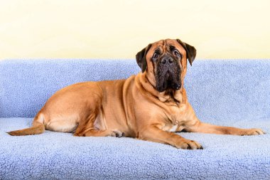 büyük köpek bullmastiff hayvan Tema