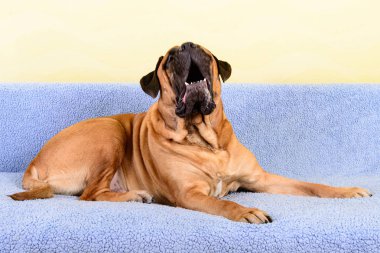Tema havlayan büyük köpek bullmastiff hayvanlar