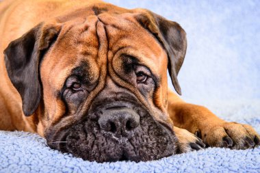 büyük köpek bullmastiff hayvan Tema 