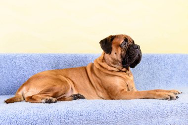 büyük köpek bullmastiff hayvan Tema