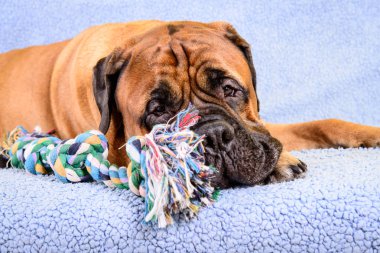 büyük köpek bullmastiff ile a köpek oyuncak