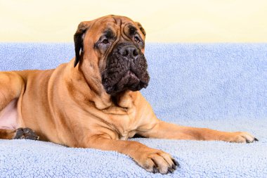 Tema havlayan büyük köpek bullmastiff hayvanlar