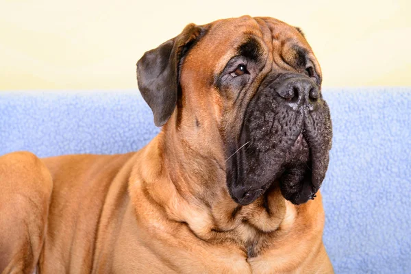 Velký pes Bulmastif motiv zvířata — Stock fotografie