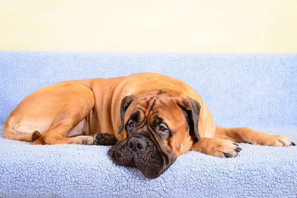 Duży pies bullmastiff zwierząt tematu — Zdjęcie stockowe