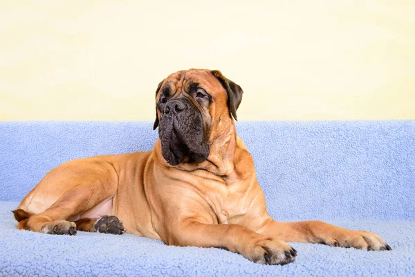 Büyük köpek bullmastiff hayvan Tema — Stok fotoğraf