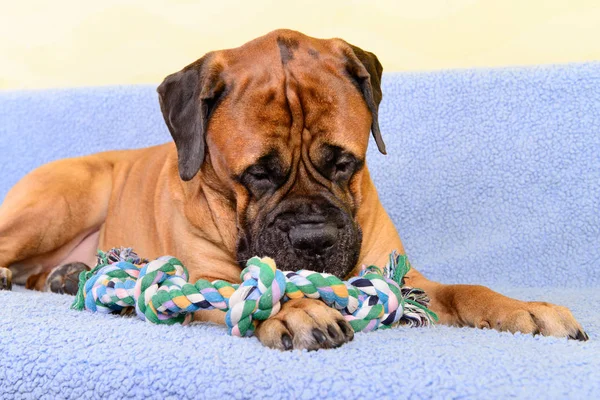 büyük köpek bullmastiff ile a köpek oyuncak