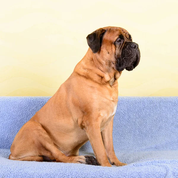 Großer Hund Bulldoggen Thema — Stockfoto