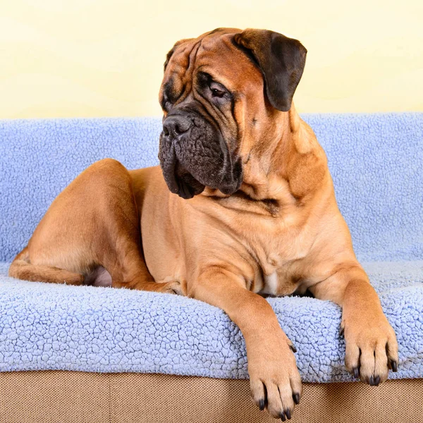 büyük köpek bullmastiff hayvan Tema