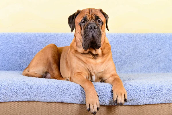 Μεγάλο σκυλί Μπουλ ΜΑΣΤΙΦ ζώα θέμα — Φωτογραφία Αρχείου