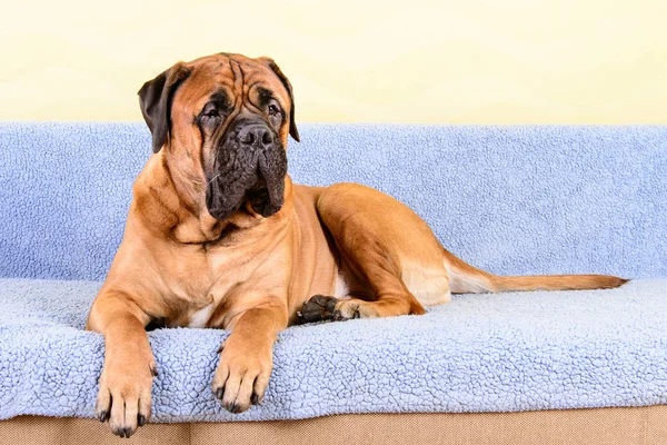 büyük köpek bullmastiff hayvan Tema