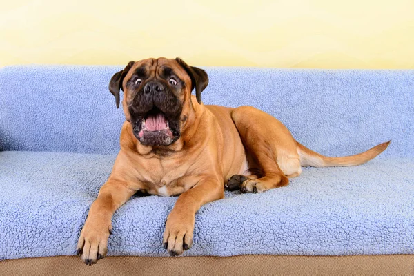 Grote hond bullmastiff dieren thema blaffen — Stockfoto