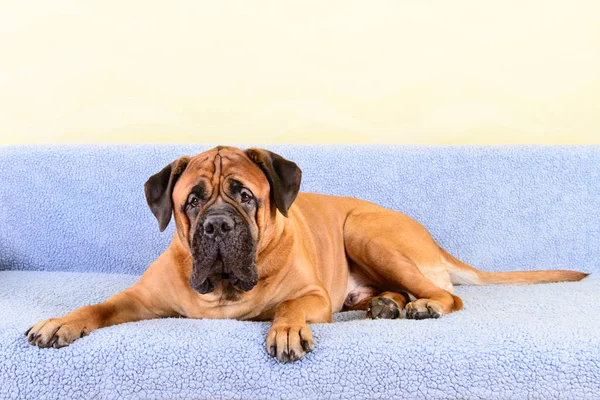 büyük köpek bullmastiff hayvan Tema