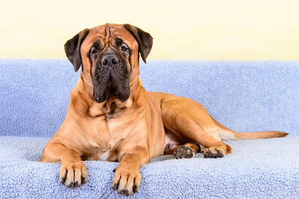 büyük köpek bullmastiff hayvan Tema