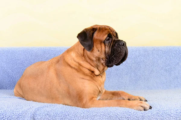 Μεγάλο σκυλί Μπουλ ΜΑΣΤΙΦ ζώα θέμα — Φωτογραφία Αρχείου