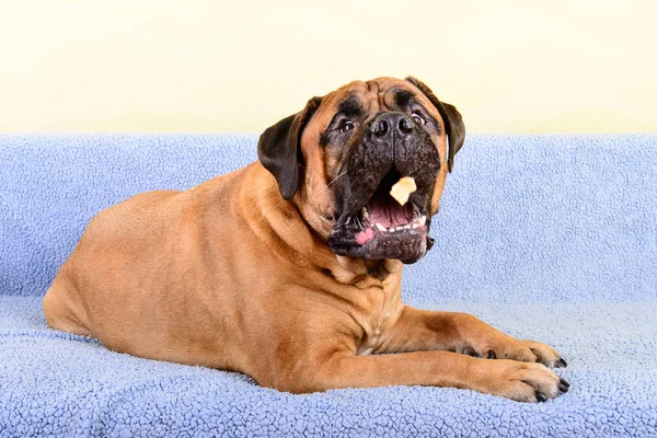 Büyük köpek bullmastiff evde beslenen hayvan yiyecek yakalar — Stok fotoğraf