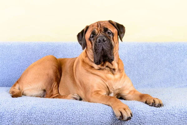 Big dog bullmastiff animals theme — Stock Photo, Image