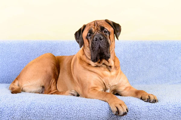 büyük köpek bullmastiff hayvan Tema 