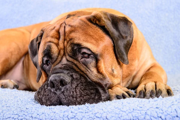 büyük köpek bullmastiff hayvan Tema 