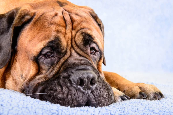 Duży pies bullmastiff zwierząt tematu — Zdjęcie stockowe