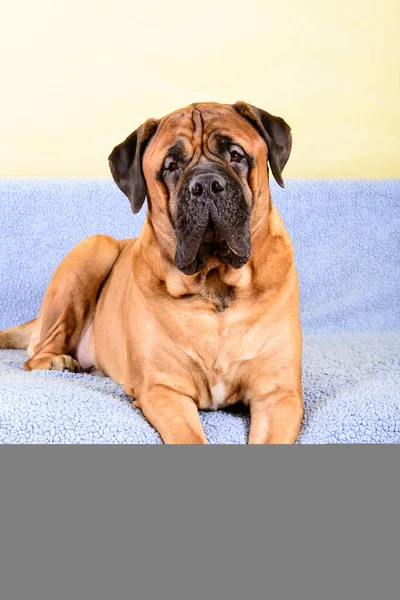 Velký pes Bulmastif motiv zvířata — Stock fotografie