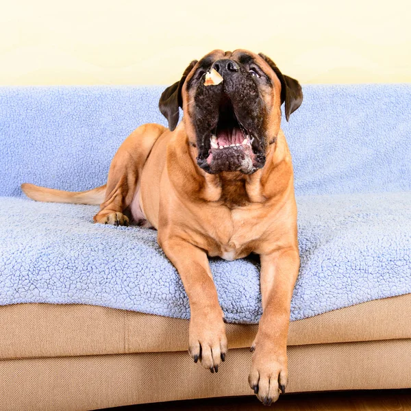 Grote hond bullmastiff huisdier vangsten voedsel — Stockfoto