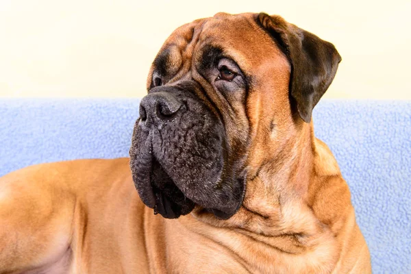 Большая собака бульмастиф животных тема — стоковое фото