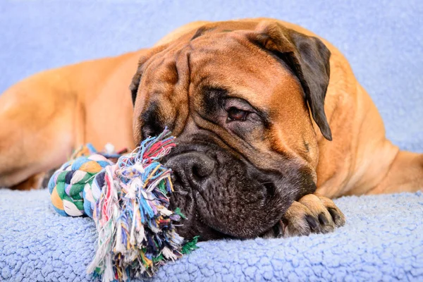 Velký pes Bulmastif s hračka pro psy — Stock fotografie