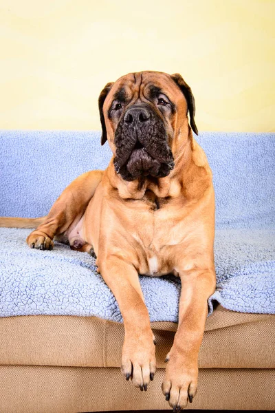 Велика собака бульмастиф тварини гавкають тема — стокове фото