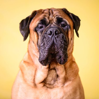 Bullmastiff köpeği büyük hayvan portresi, dost canlısı hayvanlar.