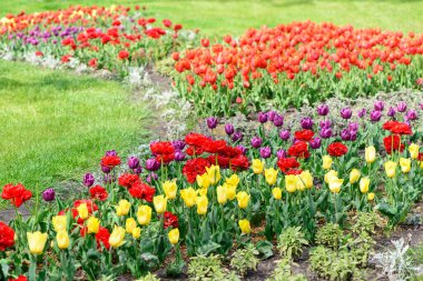 Çok renkli lale çiçekleri baharda çiçek açar.