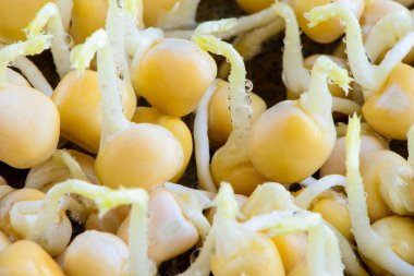 taze mikro yeşil tohumlar ve sağlıklı taze bezelye filizleri vegan diyeti yiyor.