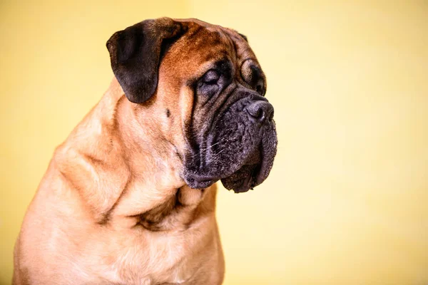 Bullmastiff Dog Large Pet Portrait Friendly Animals Free Space Ads — Stock Photo, Image