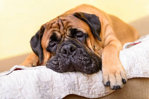 Bullmastiff Perro Grande Mascota Retrato Amistoso Animales Mentiras Duerme —  Fotos de Stock