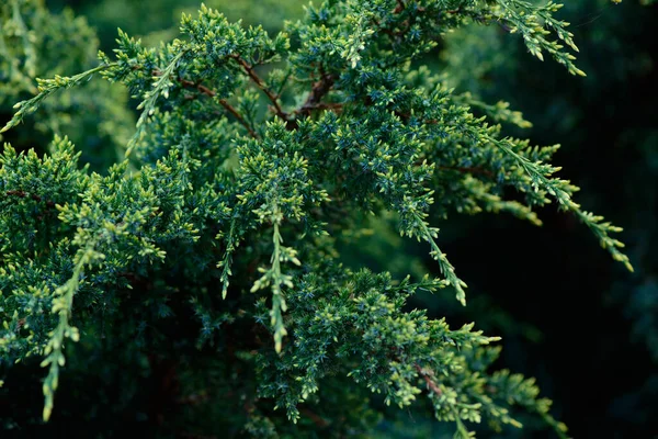 庭の植物の新鮮な春の緑の葉マクロショットの背景 — ストック写真