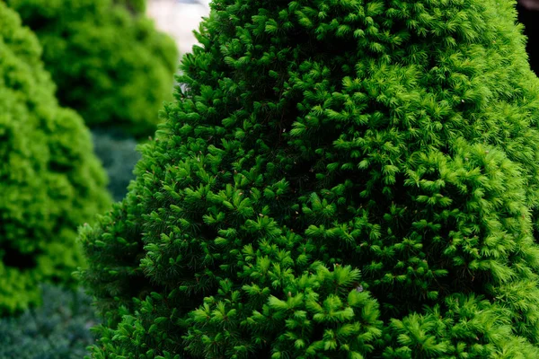 Čerstvé Jarní Zelené Listy Zahradní Rostliny Makro Záběr Pozadí — Stock fotografie