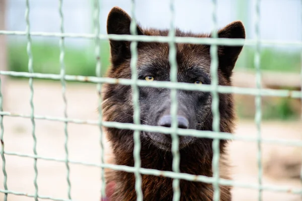 Portret Czarnego Wilka Płotem Zoo — Zdjęcie stockowe