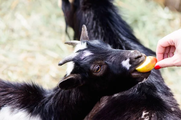 Jonge Geit Eet Een Appel Van Een Persoon Handen Boerderij — Stockfoto