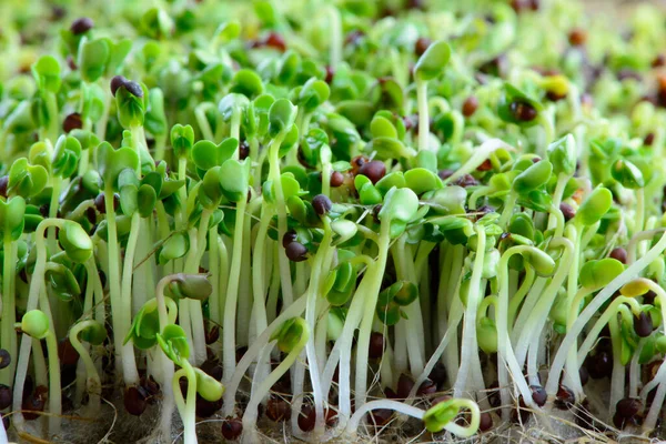 Färska Mikrogröna Frön Och Gröna Unga Broccoli Groddar Hälsosam Kost Stockbild