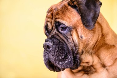Bullmastiff köpeğinin büyük hayvan portresi. Dost canlısı hayvanlar için reklam için boş alan.