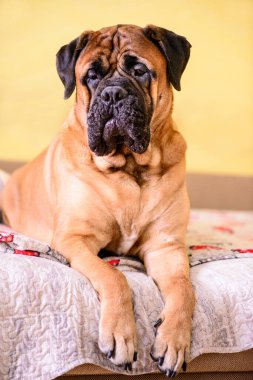 Bullmastiff köpeği koltukta yatar safkan kırmızı büyük hayvan portresi.
