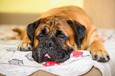 Bullmastiff köpeği büyük hayvan portresi. Dost canlısı hayvanlar yatar ve uyur.