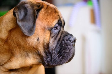 Bullmastiff köpeği safkan kırmızı büyük hayvan portresi arkadaş canlısı hayvanlar.