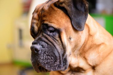 Bullmastiff köpeği kırmızı büyük hayvan portresi, dost canlısı hayvanlar.