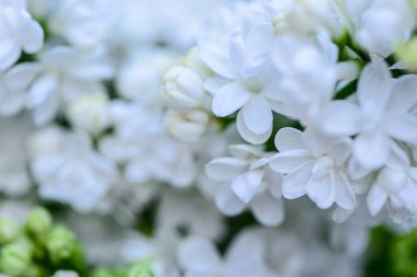 Çiçekler kapanıyor Bahçe kartıyla çiçek açan leylak demeti