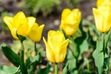 Bahçe kartıyla açan sarı laleler kapanıyor.