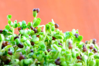 taze mikro yeşiller tohumlar ve yeşil taze brokoli sağlıklı vegan diyeti yiyor.