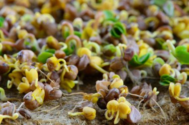 taze mikro yeşil tohumlar ve yeşil taze turp filizi sağlıklı vegan diyeti yiyor.