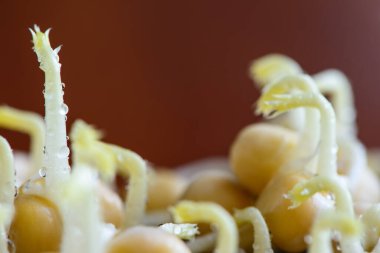 Taze mikro yeşillikler tohumlar ve sulu taze bezelye filizleri sağlıklı besleniyorlar.