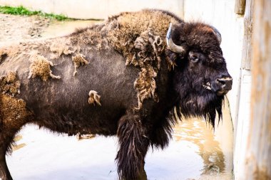 Büyük kahverengi bizon. Su kenarında büyük bir hayvan.